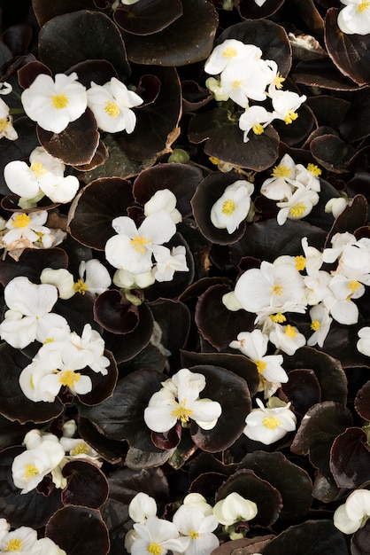 Vista elevata dei fiori bianchi delicati della begonia