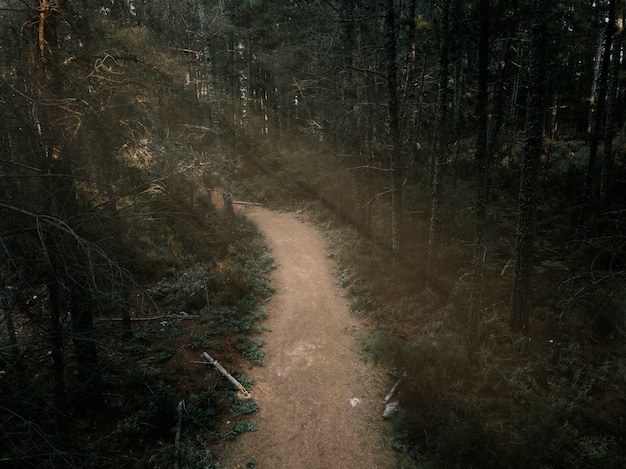 Повышенный вид грунтовой дороги в густом лесу