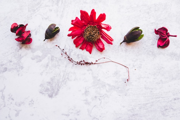 An elevated view of dried red gerbera flower with pod on white background