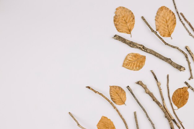 An elevated view of dry leaves and twigs isolated on white background with copy space for text