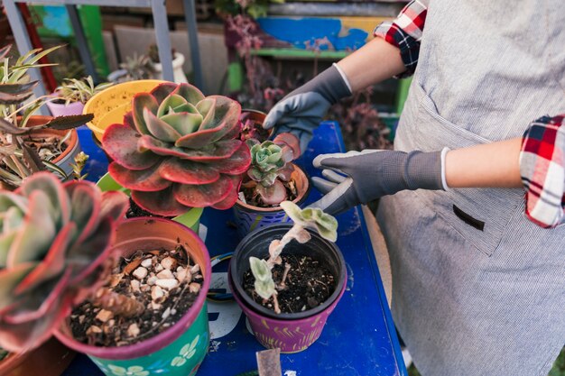 サボテンの植物の世話をしている女性庭師の立面図