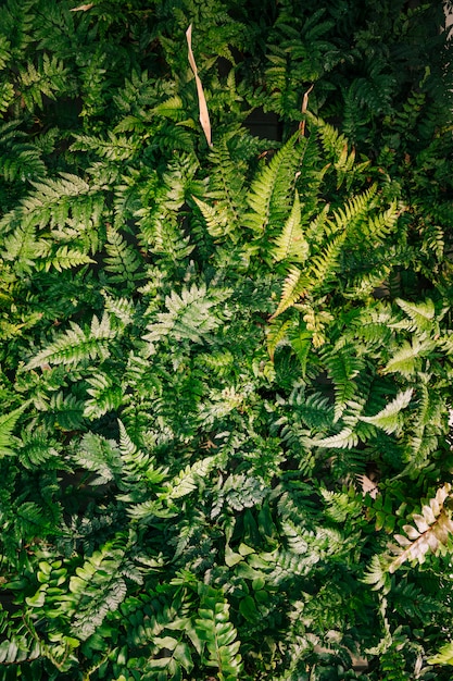 An elevated view of fern leaves background