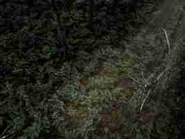 Free photo elevated view of ferns growing in tropical forest