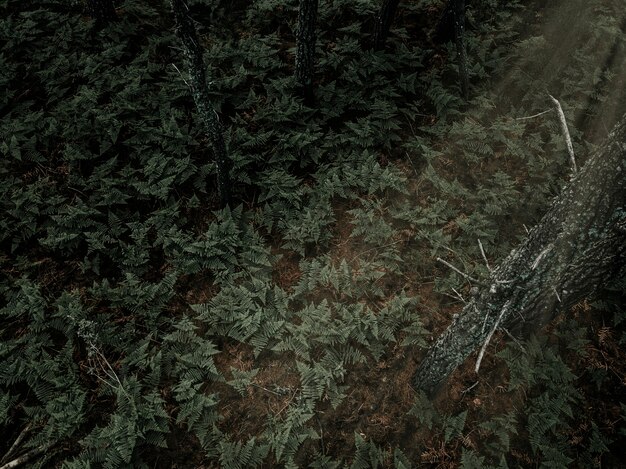 Elevated view of ferns growing in tropical forest