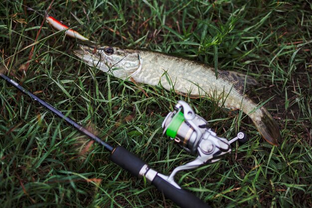 Elevated view of fishing rod with fresh fish on green grass