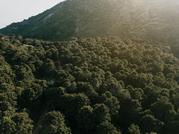 Elevated view of forest and mountain