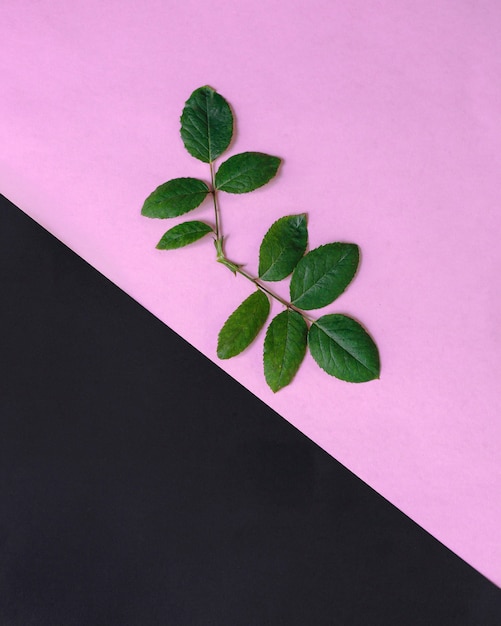 Elevated view of fresh green leaves on pink and black background