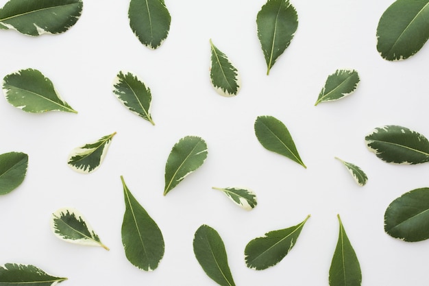 Elevated view of fresh leaves isolated on white backdrop