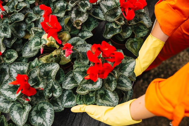 Free photo elevated view of a gardener picking up red flower plant