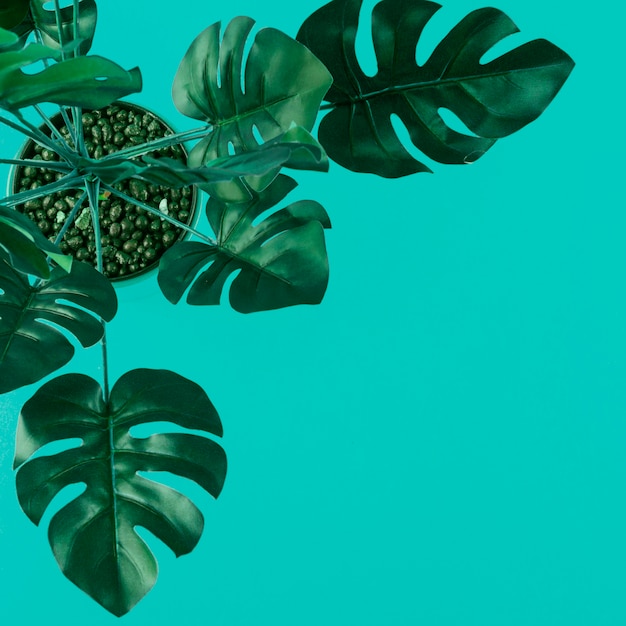 An elevated view of green artificial monstera leaves on colored background