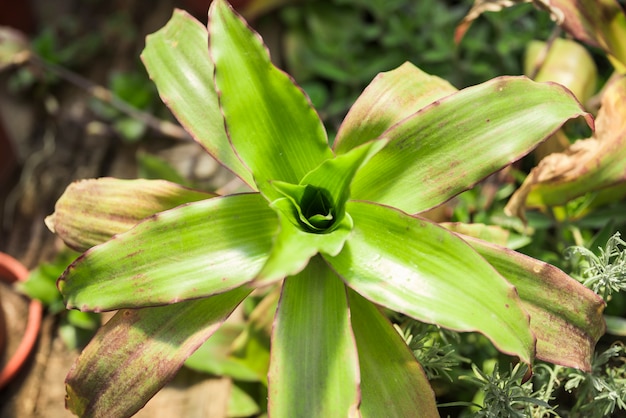 Foto gratuita vista elevata della pianta verde della dracaena