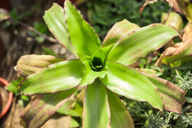 Elevated view of green dracaena plant