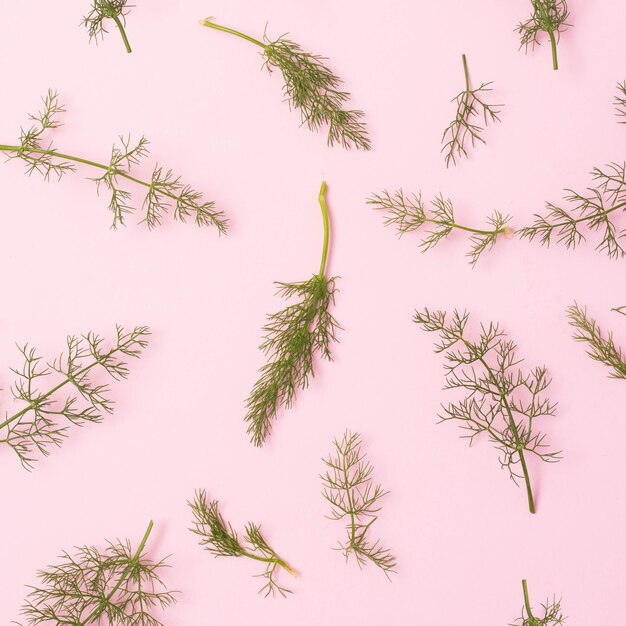 Elevated view of green fennel twigs over pink surface