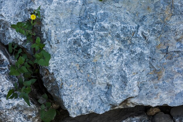 Elevated view of green leaves growing in rock