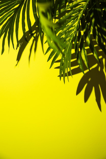 Foto gratuita una vista elevata di foglie di palma verde su sfondo giallo brillante
