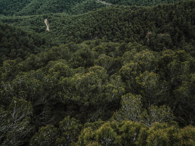 Elevated view of green trees growing in forest