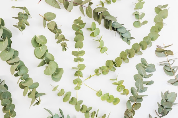 Elevated view of green twigs spread over white background