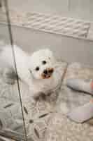 Free photo elevated view of lovely toy poodle in bathroom