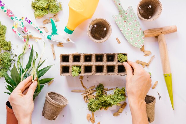 Elevated view of person's hand putting moss on cardboard tray