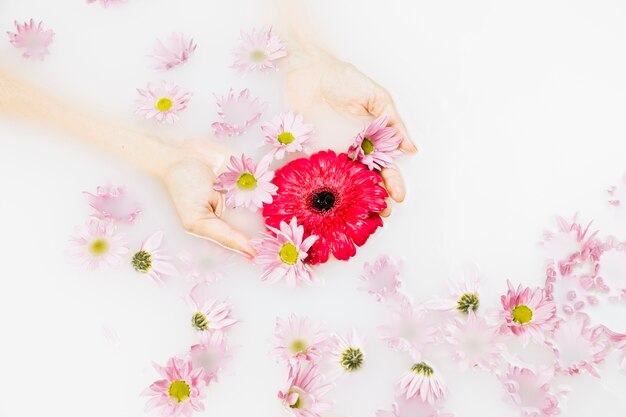 Elevated view of a person's hand with red and pink flowers