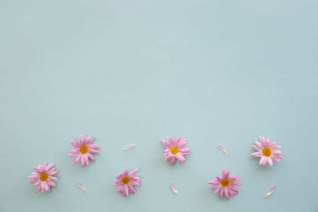 ピンクのデイジーの花と青い背景に花びらの立面図