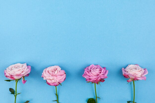 Elevated view of pink flowers against blue background