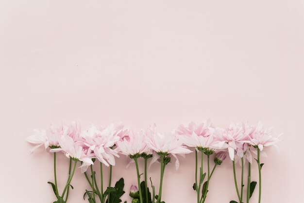 Elevated view of pink flowers on colored background