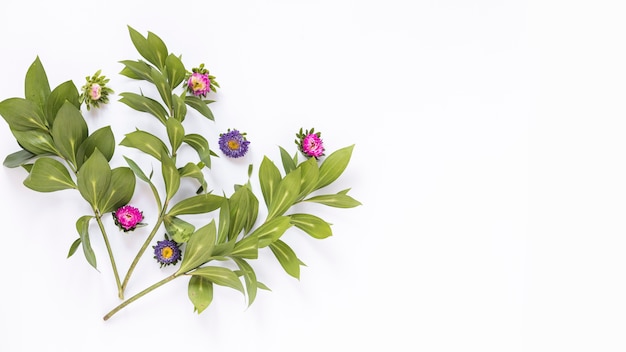 Elevated view of pink and purple flowers on white background