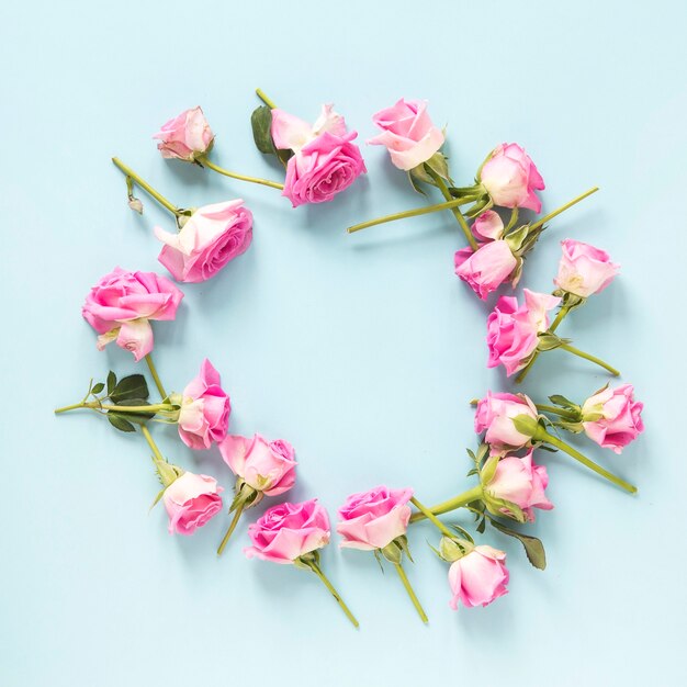 Elevated view of pink roses on blue background