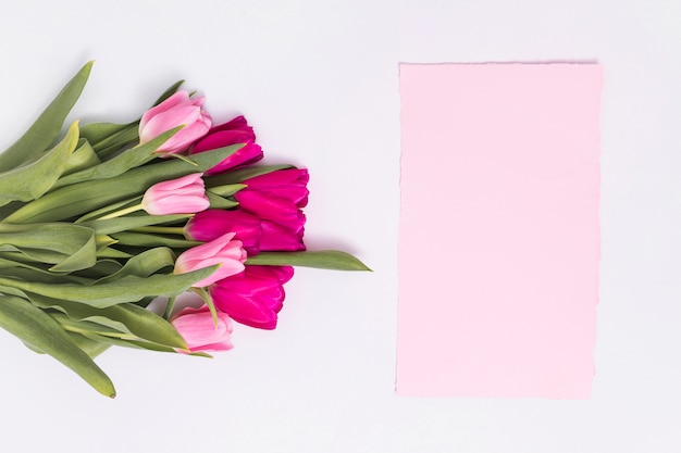 Elevated view of pink tulip flowers and blank paper over white backdrop