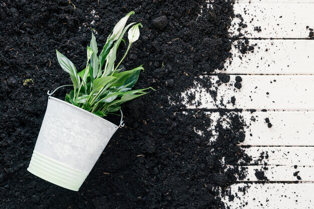 Elevated view of potted plant and black soil on wooden desk