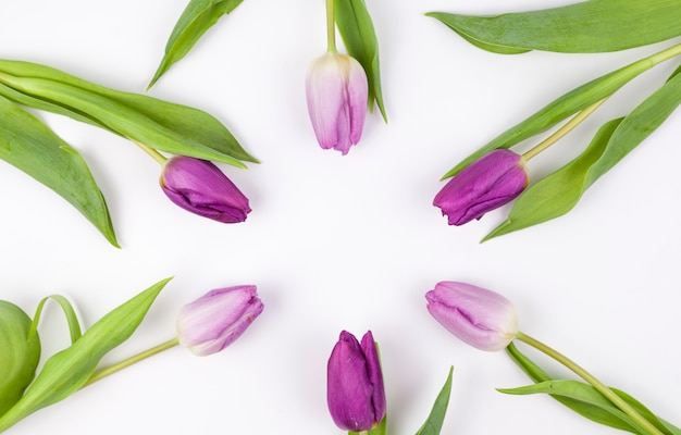 Elevated view of purple tulips arranged on white background