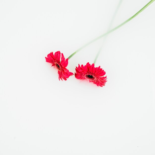 Elevated view of red flowers on white background