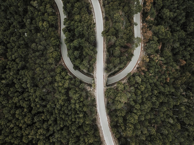 Elevated view of road amongst trees