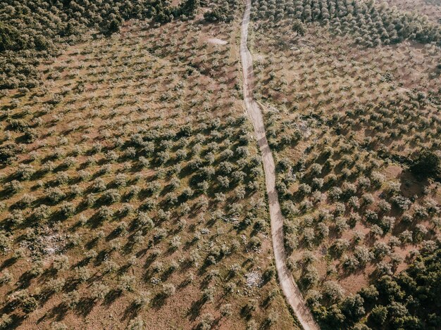 Elevated view of road surrounded by trees growing on landscape