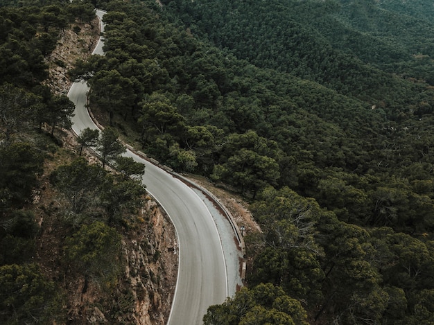 Elevated view of road with trees growing in forest