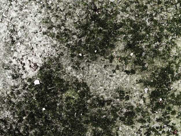 Elevated view of rock with lichen and moss background