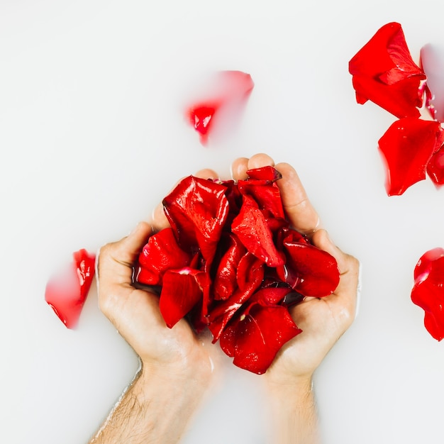 Elevated view of rose petals in person's hand