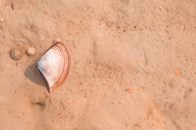 Free photo an elevated view of scallop on sand