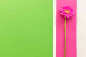 Free photo elevated view of single pink gerbera on background