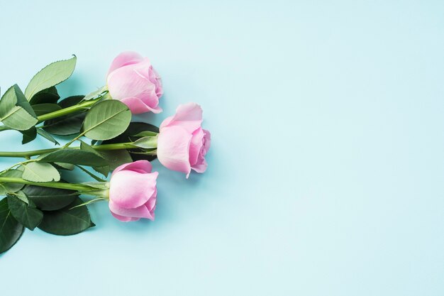 Elevated view of three pink roses on blue background