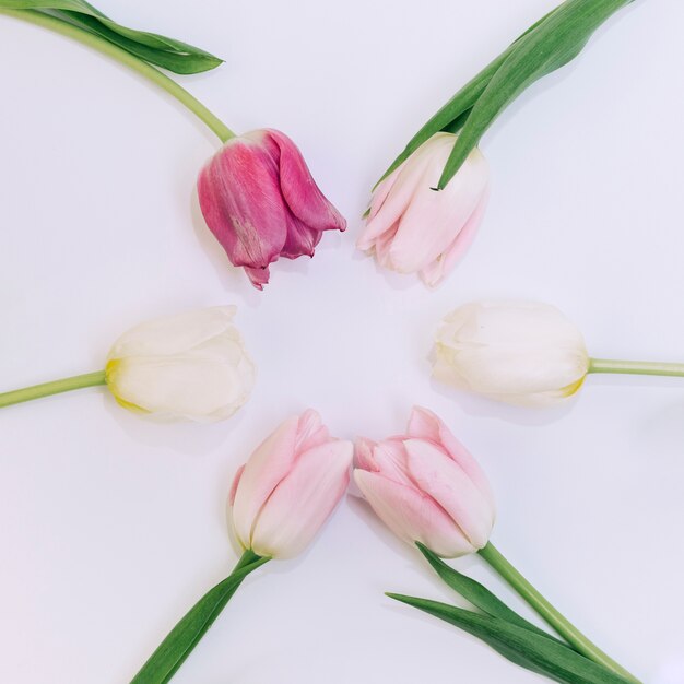 Elevated view of tulips arranged on white backdrop