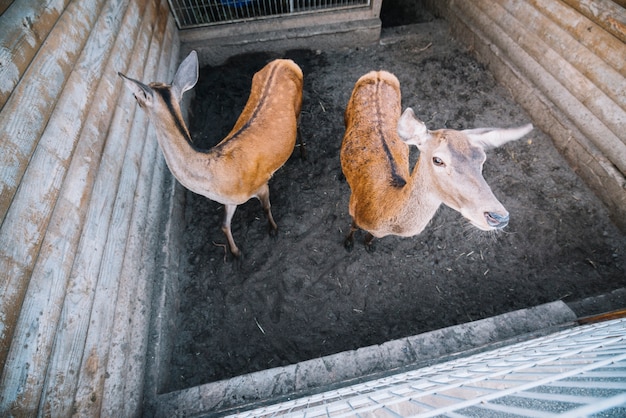 Free photo an elevated view of two deer in the zoo