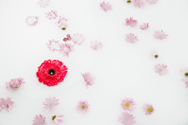 Foto gratuita vista elevata della vista di bei fiori rossi e rosa che galleggiano sull'acqua