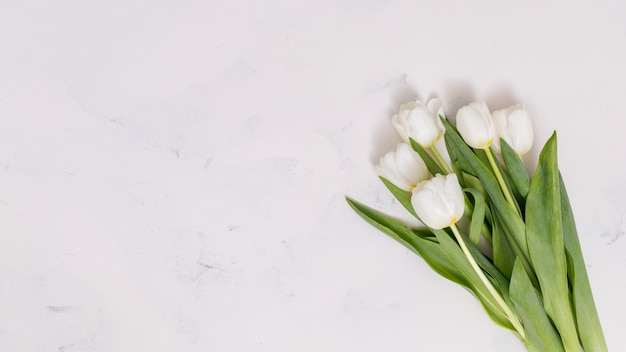 Elevated view of white tulip flowers over concrete background