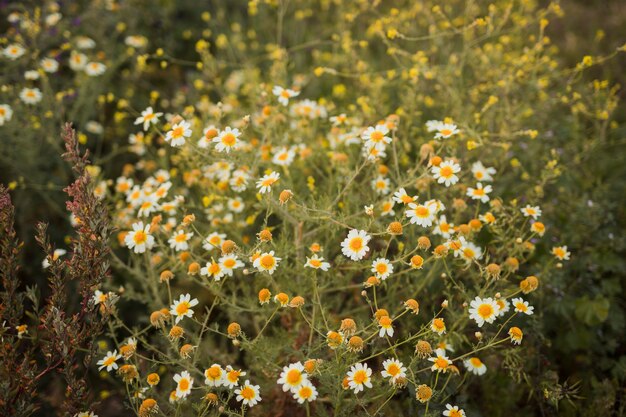 An elevated view of wild flowers