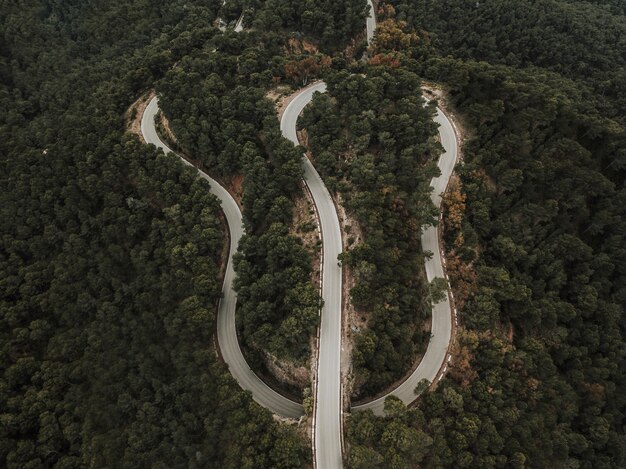 Elevated view of winding road in forest