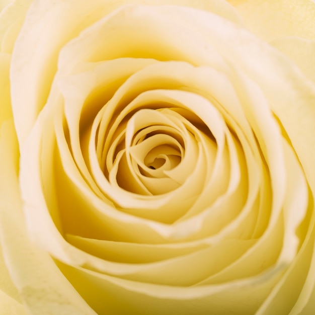 Elevated view of yellow flower