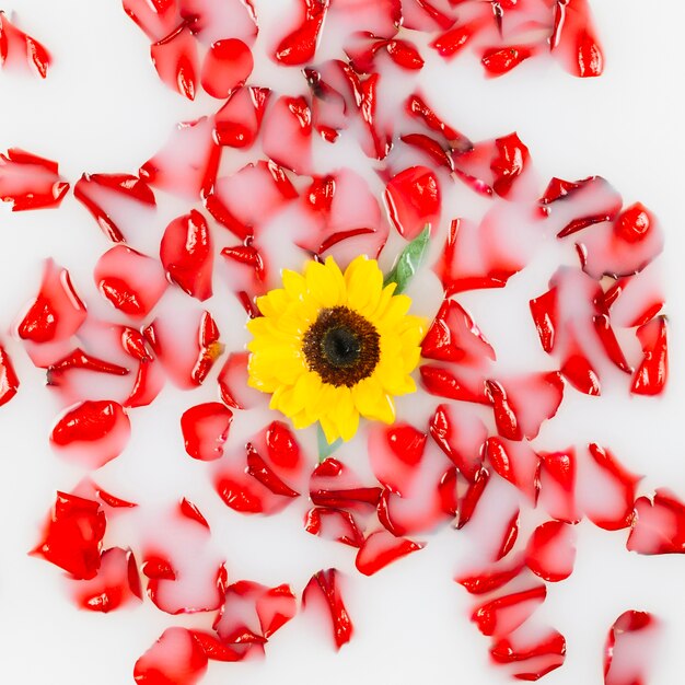 Elevated view of yellow flowers surrounded by red petals on milk