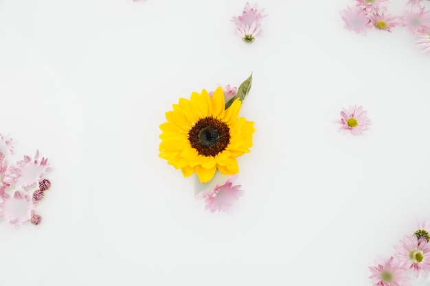 Elevated view of yellow and pink flowers floating on water